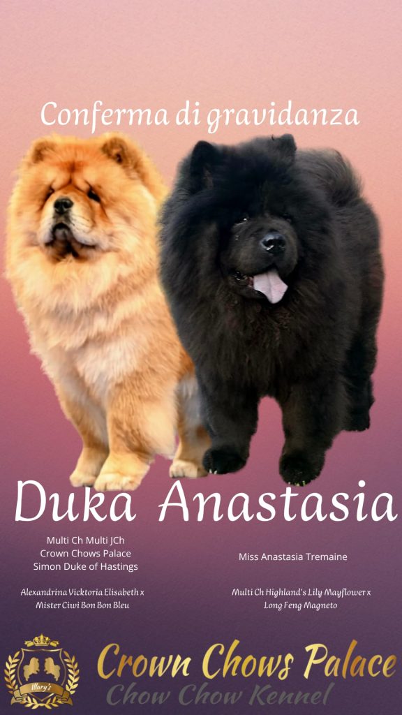 Annuncio conferma gravidanza Chow Chow tra Multi Ch Simon Duke of Hastings e Miss Anastasia Tremaine - Allevamento Crown Chows Palace