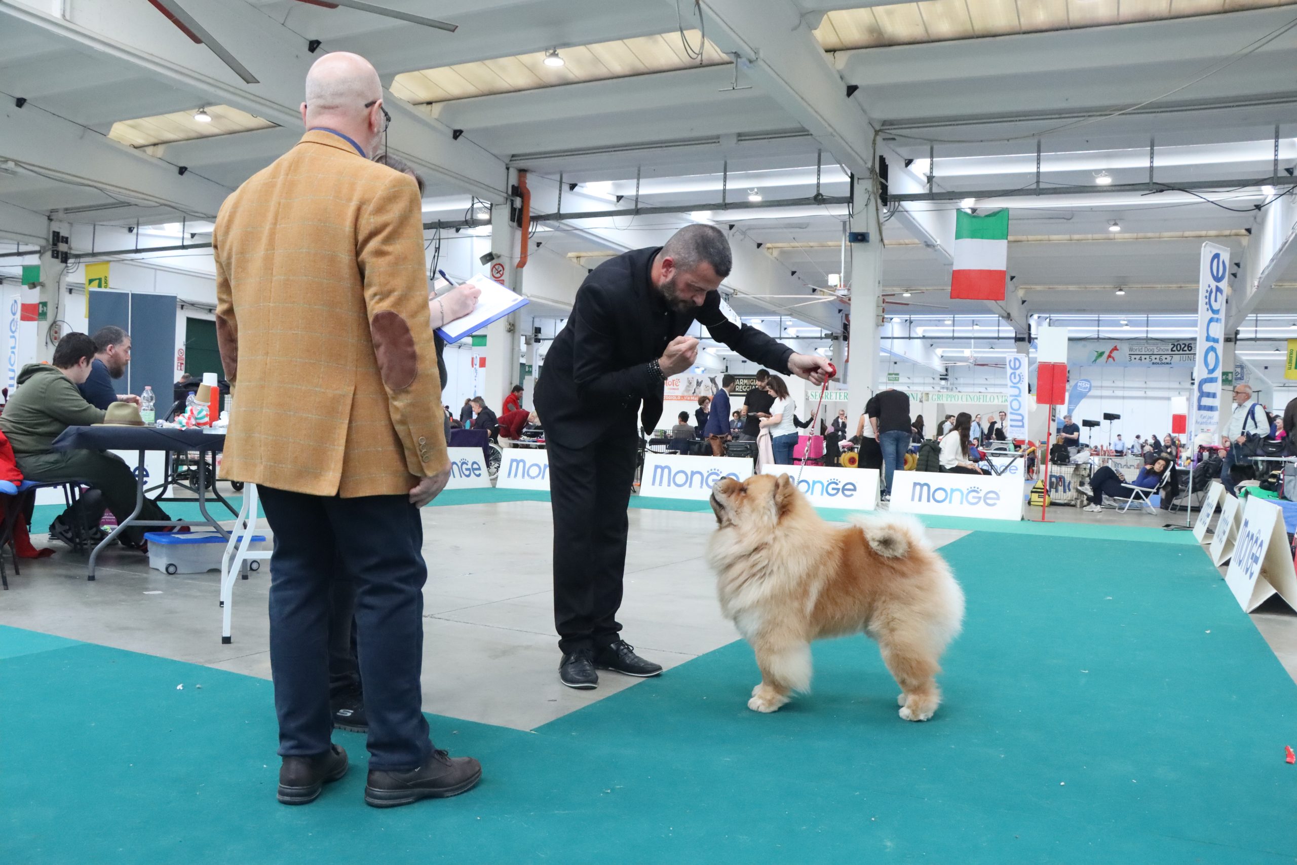 Duka maschio Chow Chow fulvo in piazzamento davanti al giudice durante esposizione cinofila