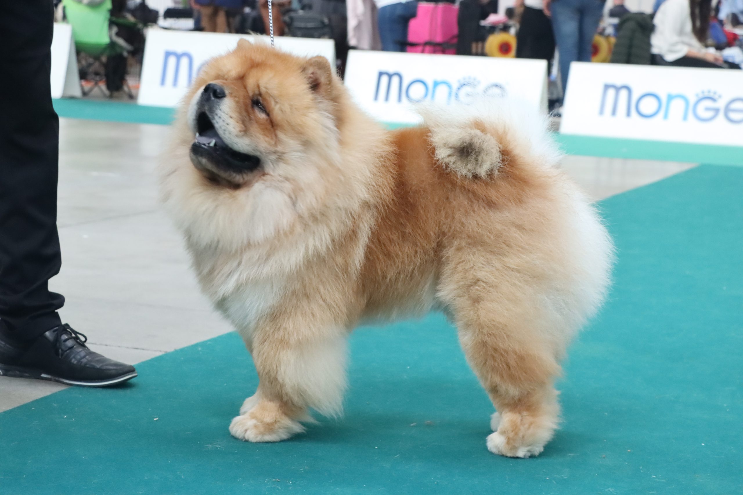 Primo piano di Duka, esemplare maschio di Chow Chow fulvo, in esposizione cinofila