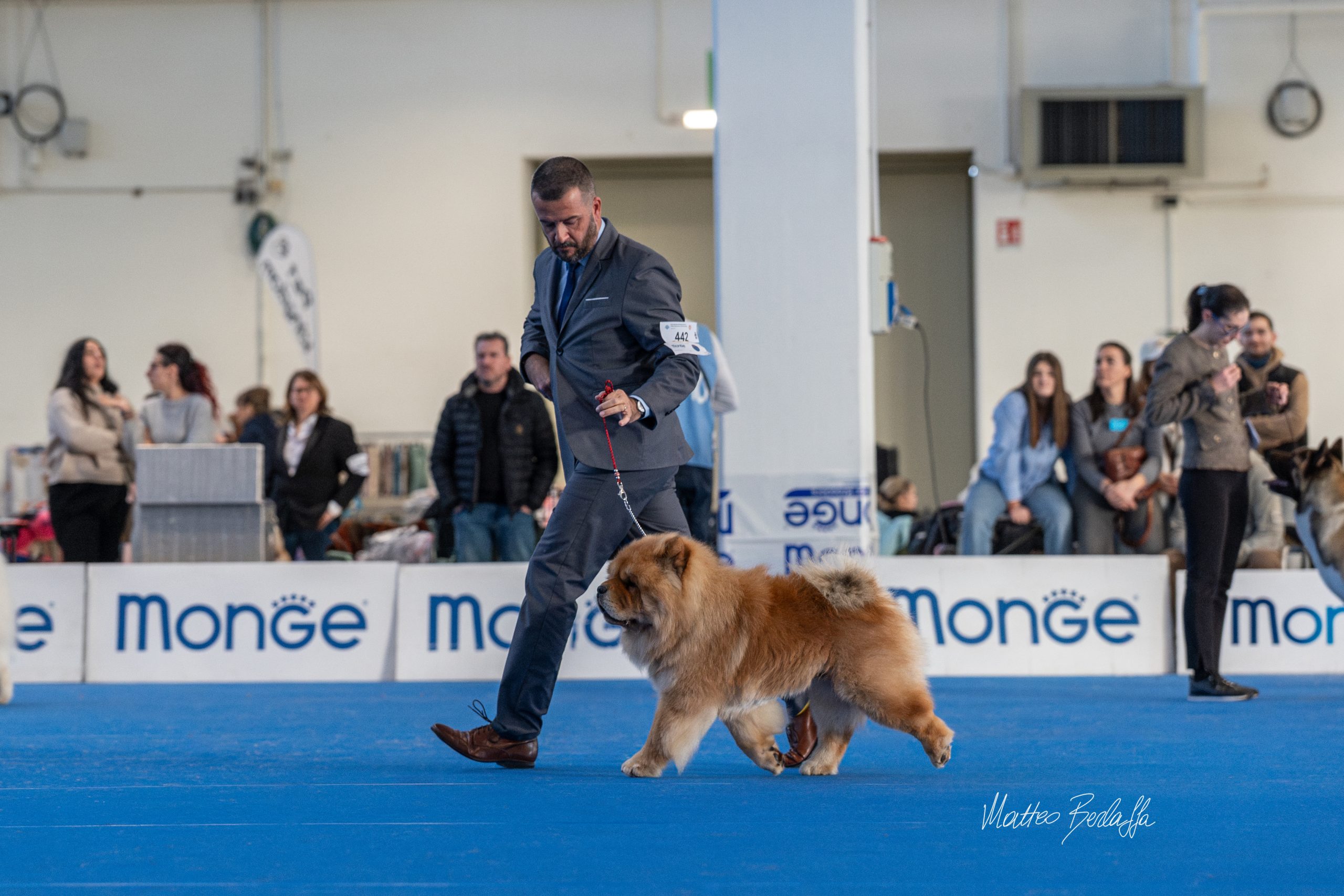 Duka maschio Chow Chow fulvo in fase di movimento nel ring durante esposizione cinofila