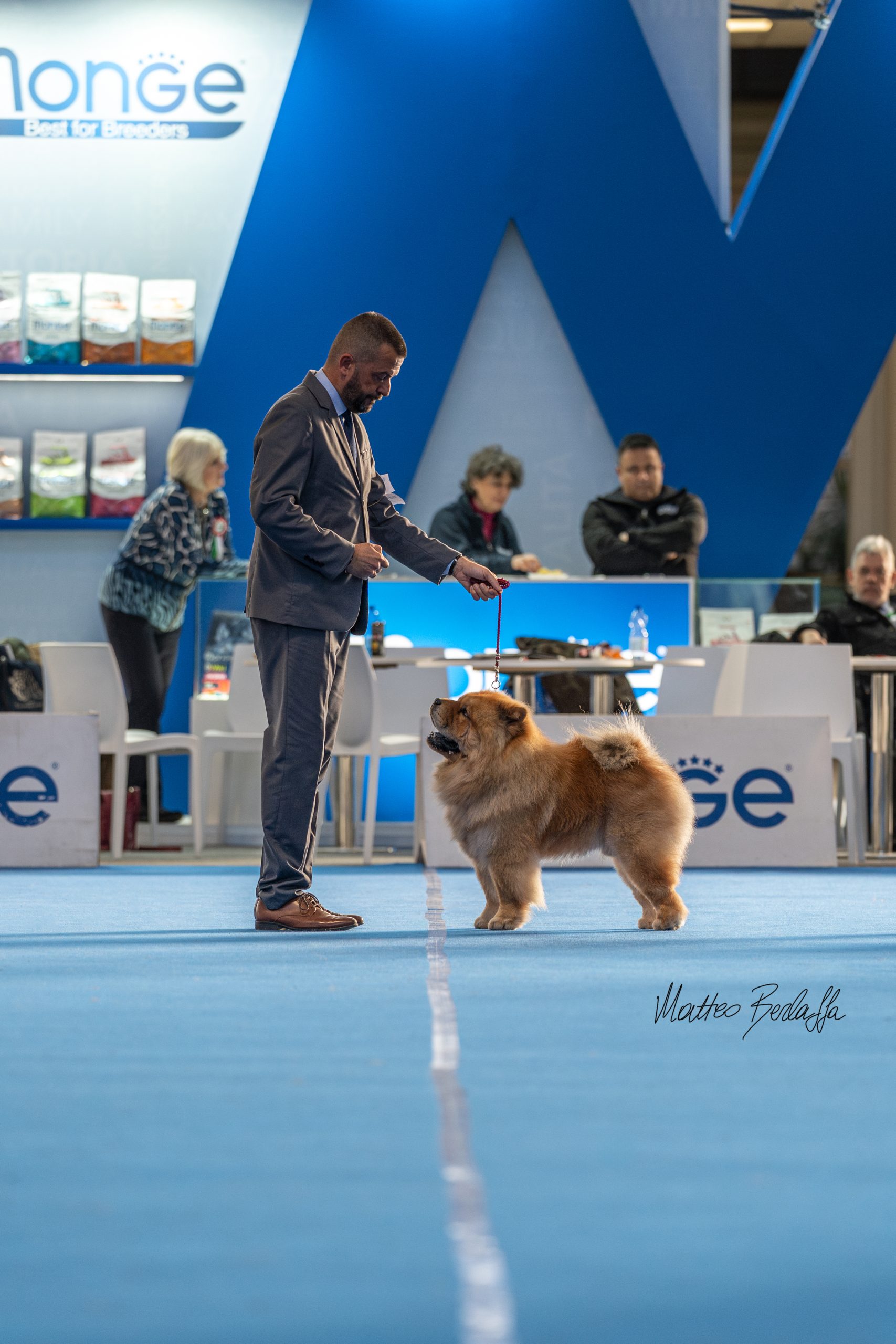 Duka maschio Chow Chow fulvo in posizione fiera durante il giudizio in esposizione cinofila