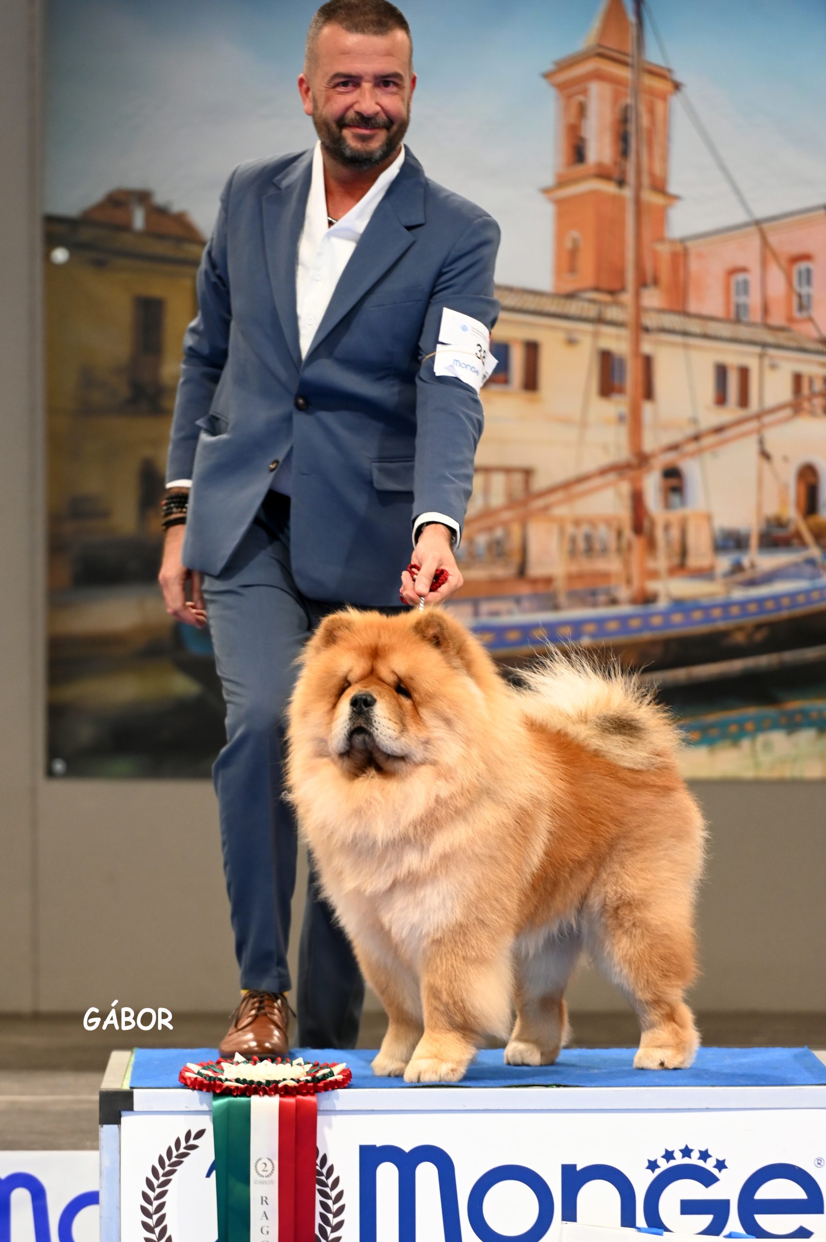 Duka maschio di Chow Chow fulvo dell'allevamento Crown Chows Palace vincitore in esposizione cinofila