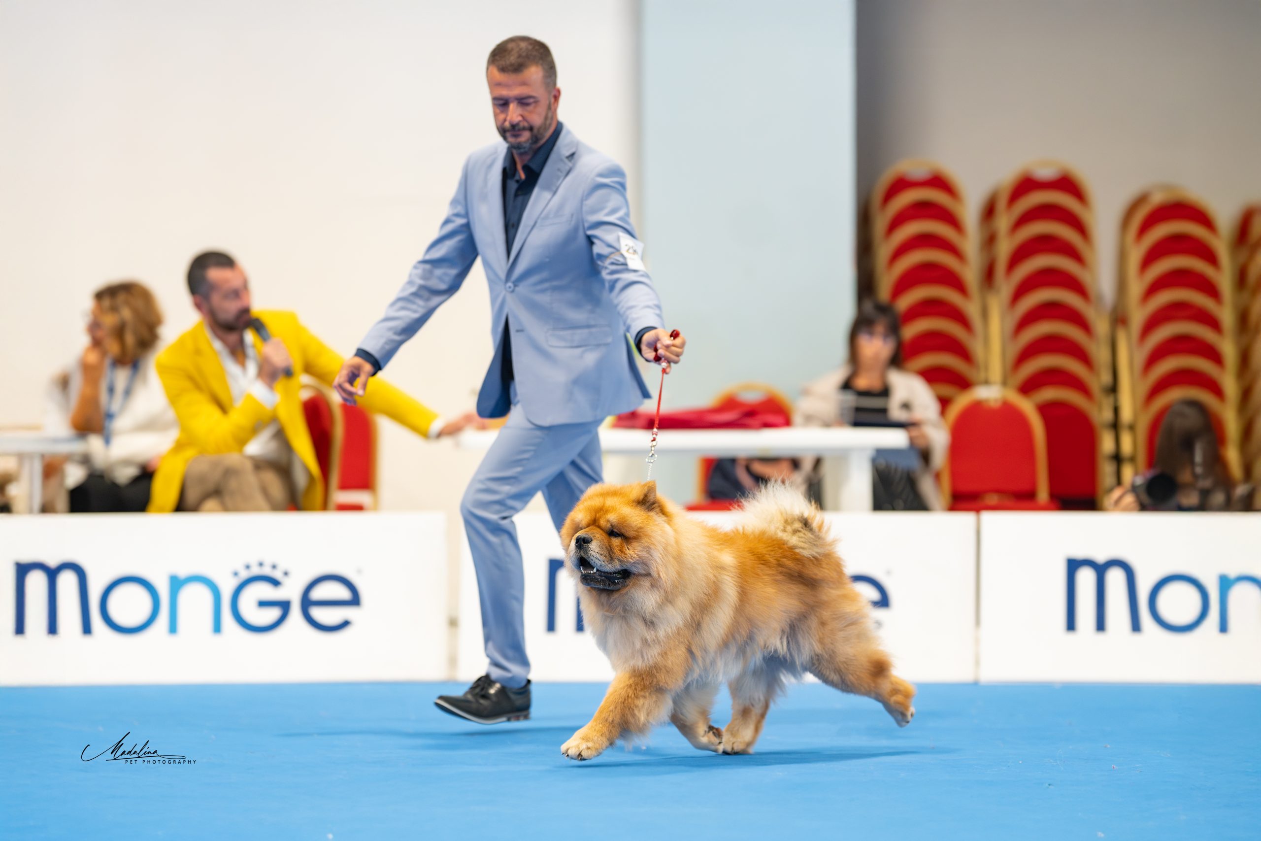 Duka maschio Chow Chow fulvo in movimento durante gara di esposizione cinofila