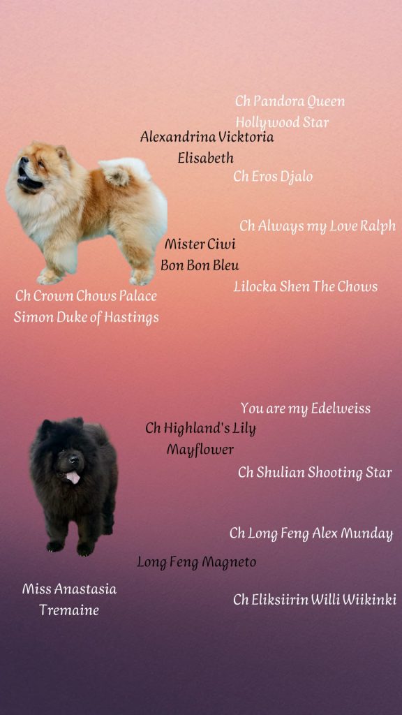 Albero genealogico dei futuri cuccioli Chow Chow: linee di sangue Crown Chows Palace, Long Feng e Highland's Lily