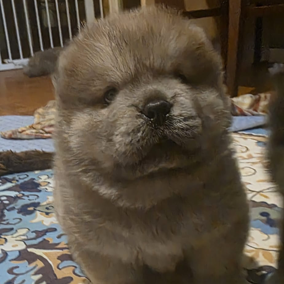 artu cucciolo chow chow