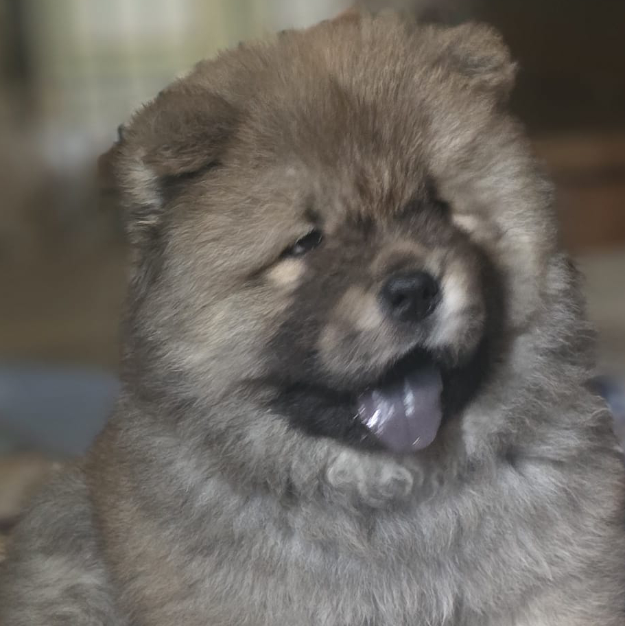 capitan uncino cucciolo chow chow