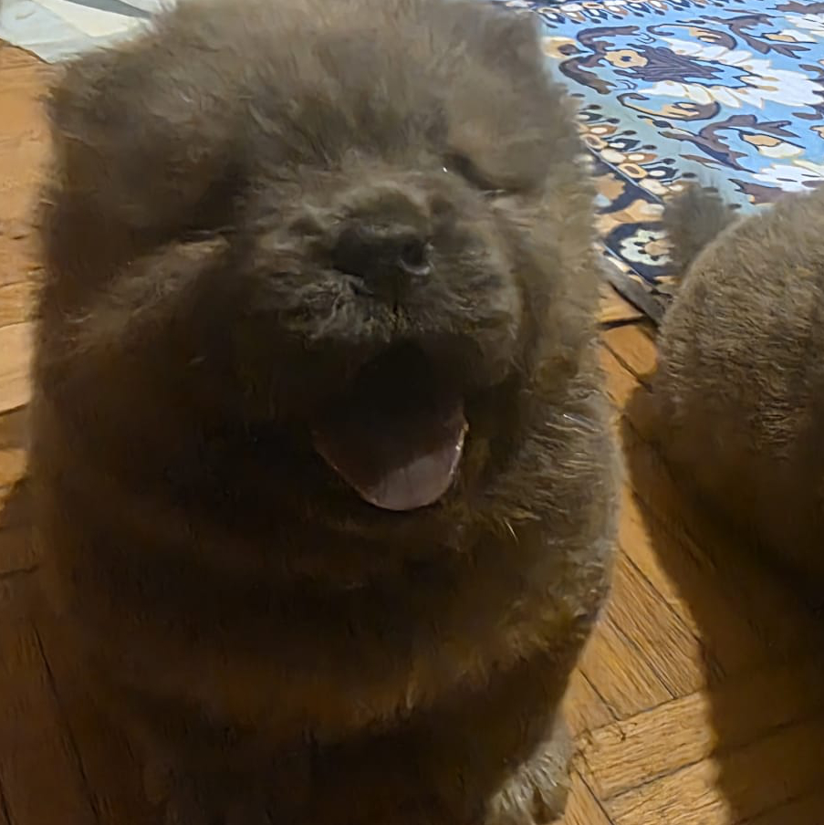 ginevra cucciolo chow chow