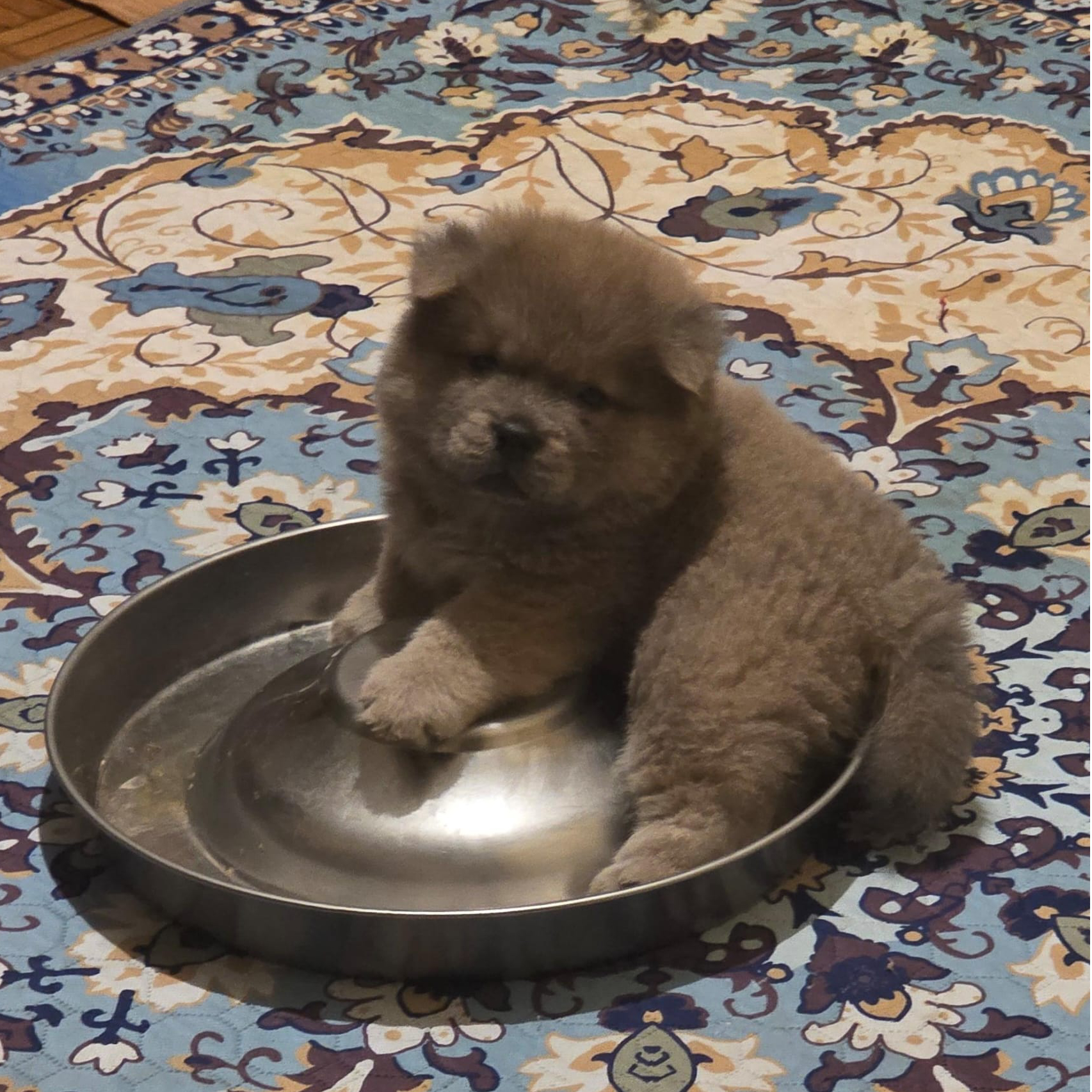 lancillotto 2  cucciolo chow chow