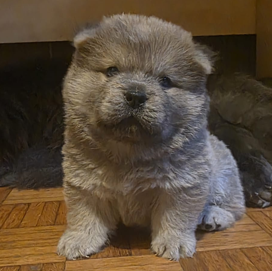 lancillotto cucciolo chow chow