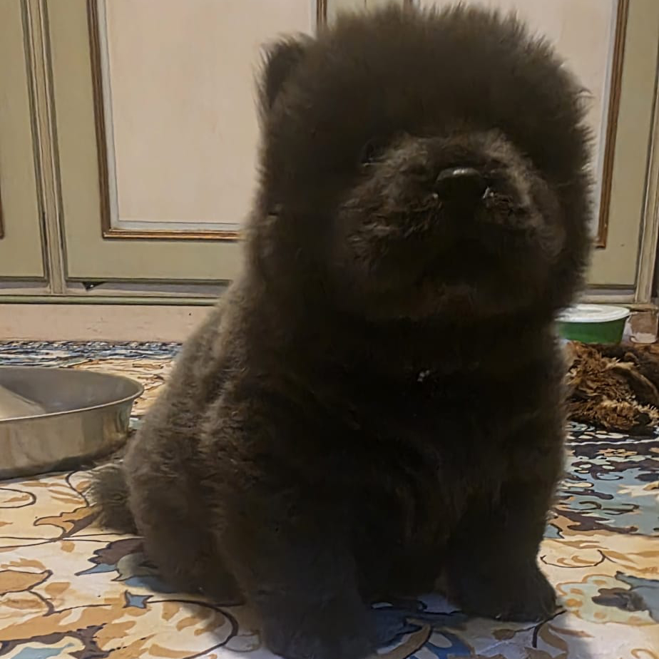 merlino cucciolo chow chow