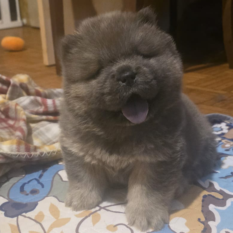 morgana cucciolo chow chow