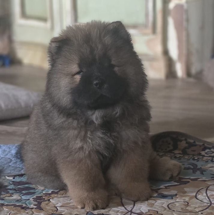 peter pan cucciolo chow chow