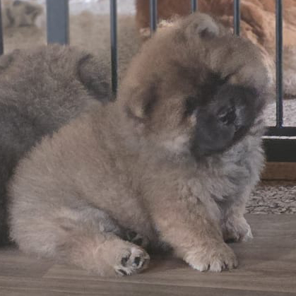 peter pan cucciolo chow chow