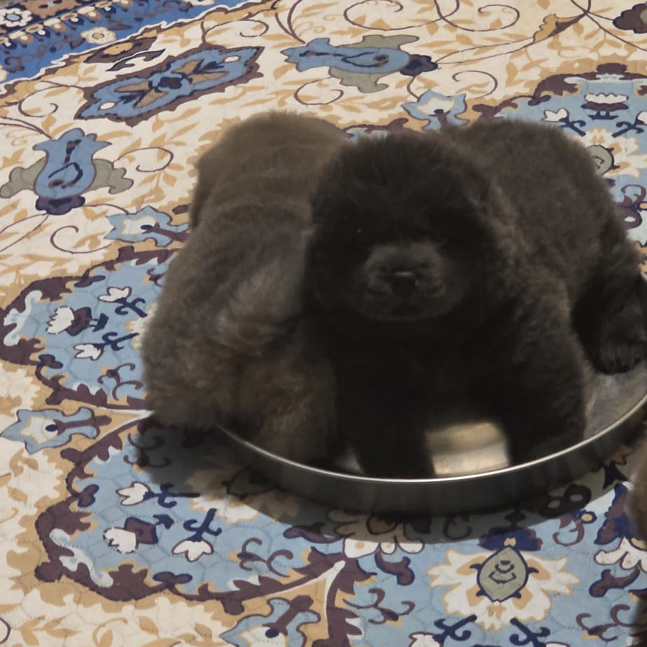 salotto appuntamenti cuccioli chow chow
