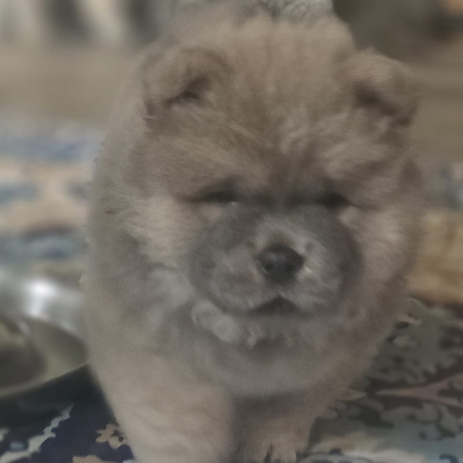 trilly cucciolo chow chow