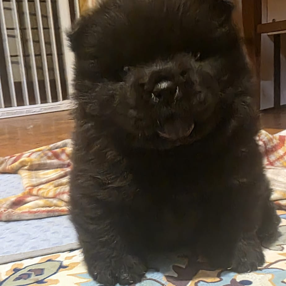 uther cucciolo chow chow
