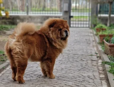 carousel-home-1 beatrice femmina di chow chow