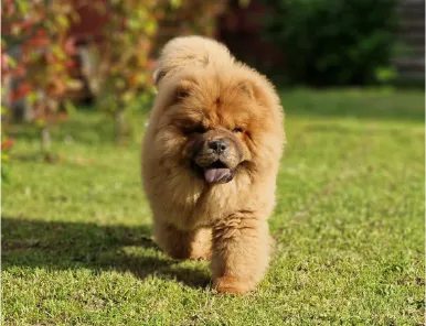 carousel-home-2 rebecca femmina di chow chow