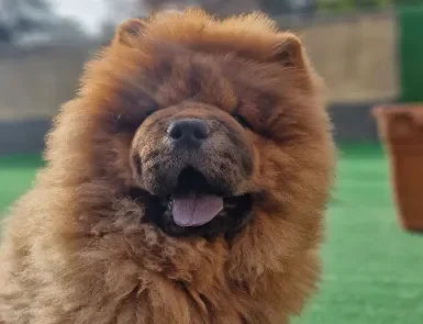 carousel-home-4 rebecca femmina di chow chow