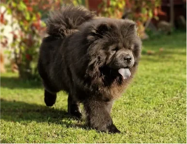 carousel-home-6 sky femmina di chow chow