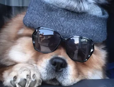 carousel-home-7 cane chow chow femmina con occhiali da sole