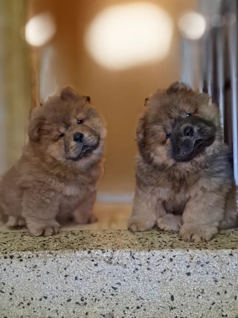 cuccioli dell’allevamento crown chows palace