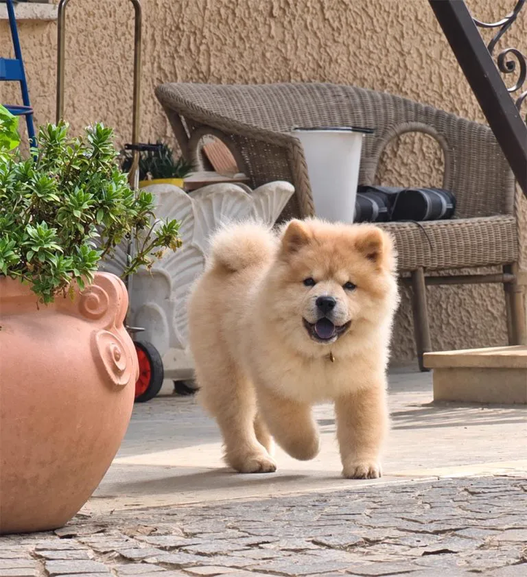 lancillotto cucciolo di chow chow