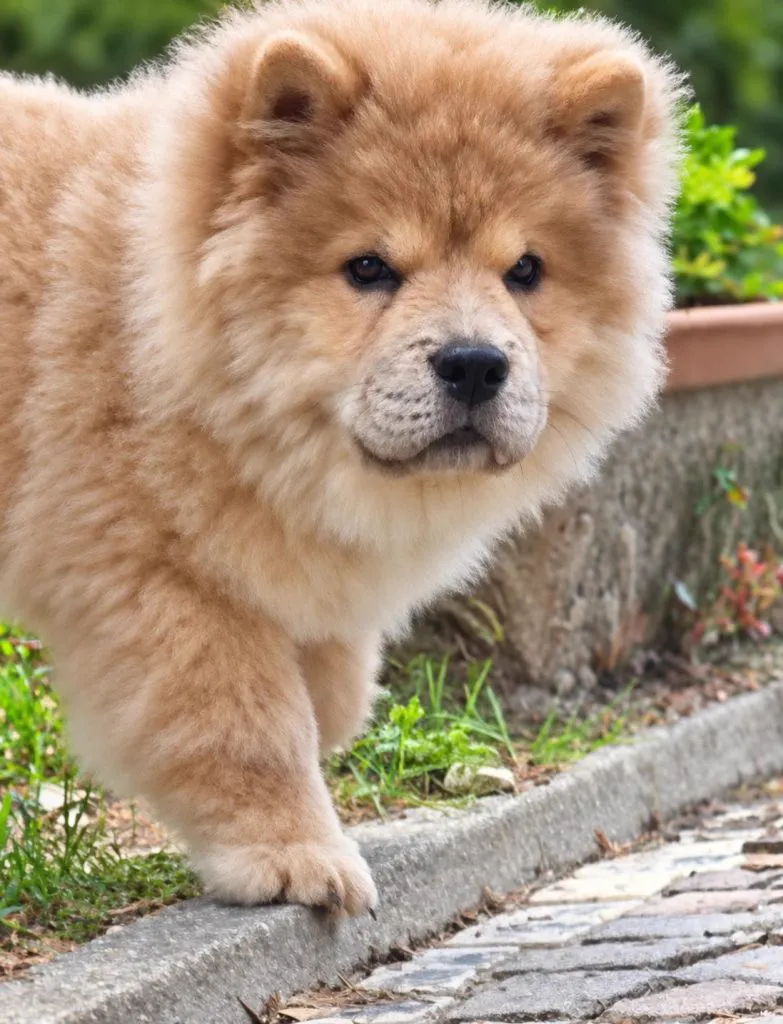 lancillotto cucciolo di chow chow