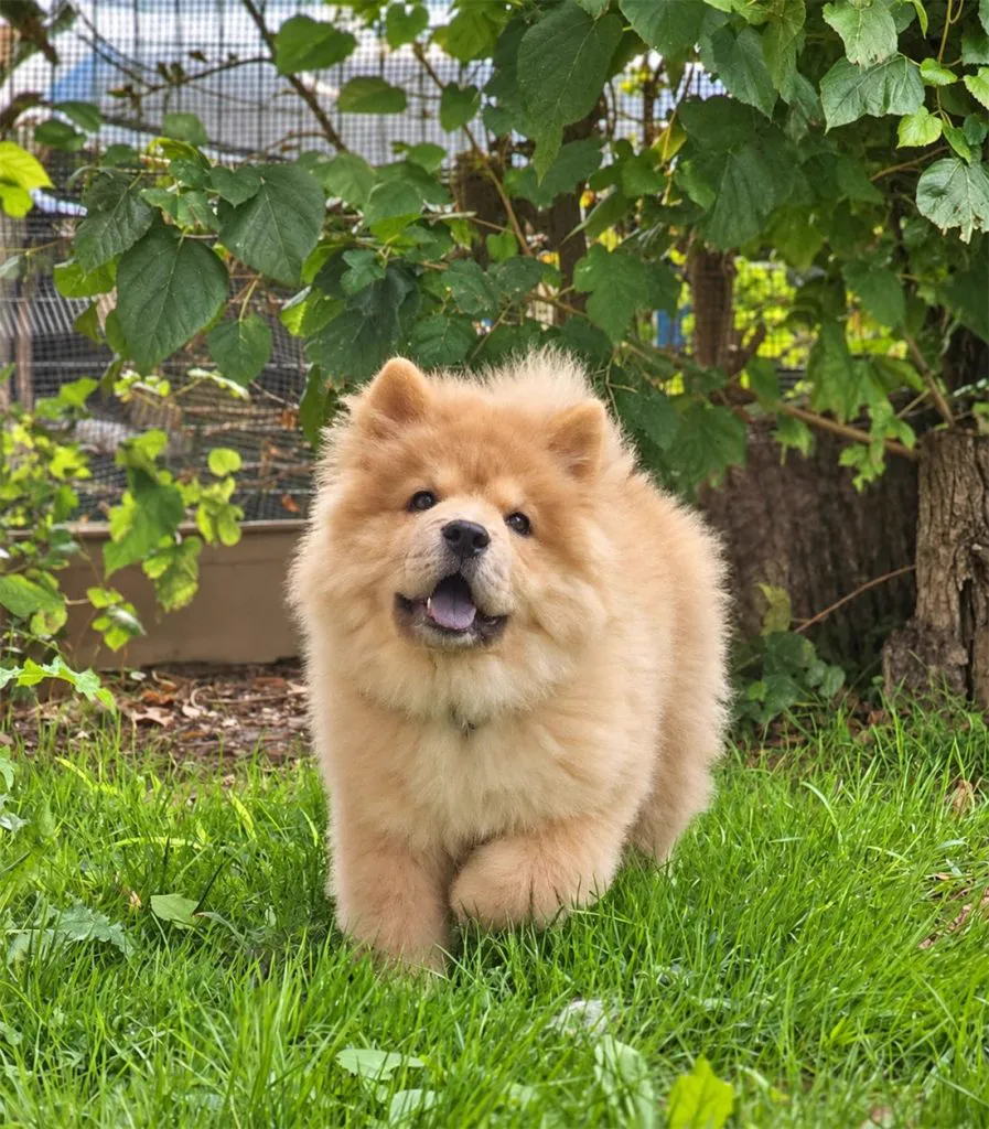 lancillotto cucciolo di chow chow